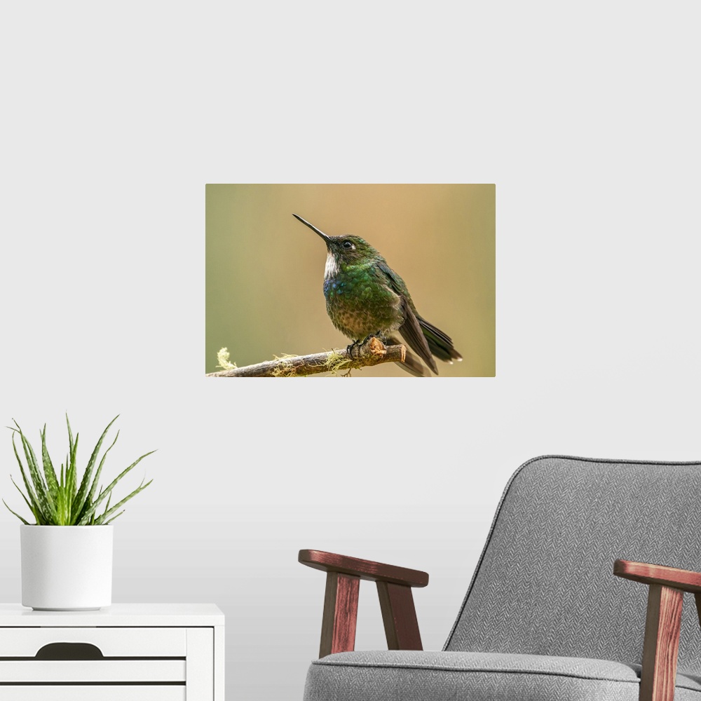 A modern room featuring Ecuador, Guango. Tourmaline sunangel hummingbird close-up.