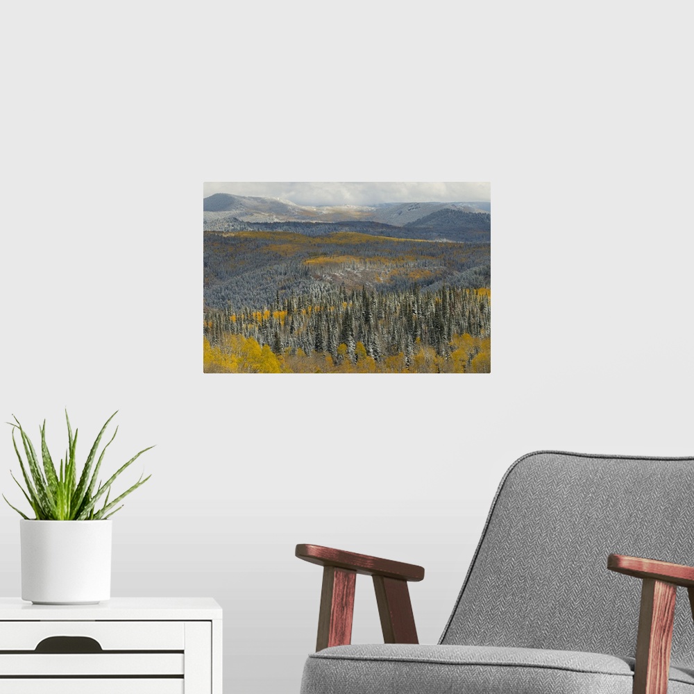 A modern room featuring Evergreens and Aspens, Fall Snow storm near Encampment, Wyoming,  Aspen Alley, Battle Mountain Pa...