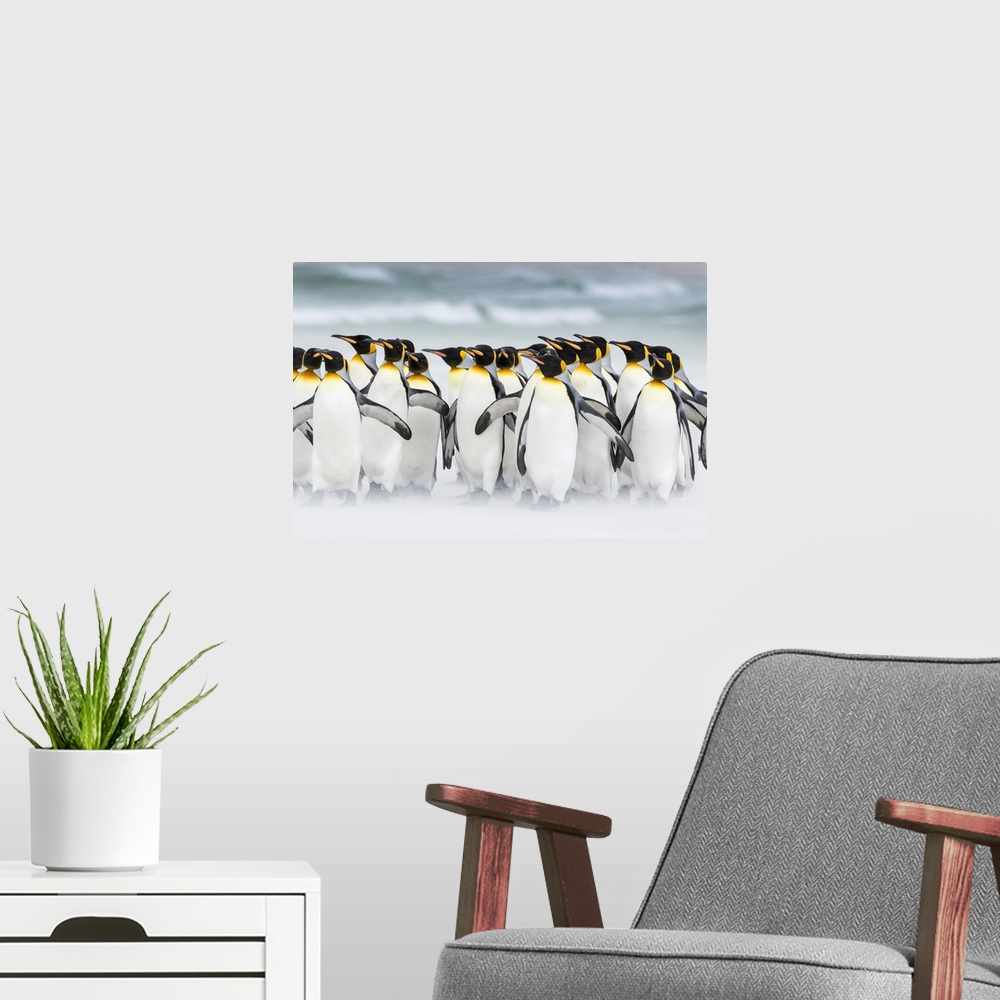 A modern room featuring King Penguin (Aptenodytes patagonicus) on the Falkand Islands in the South Atlantic. Group of pen...