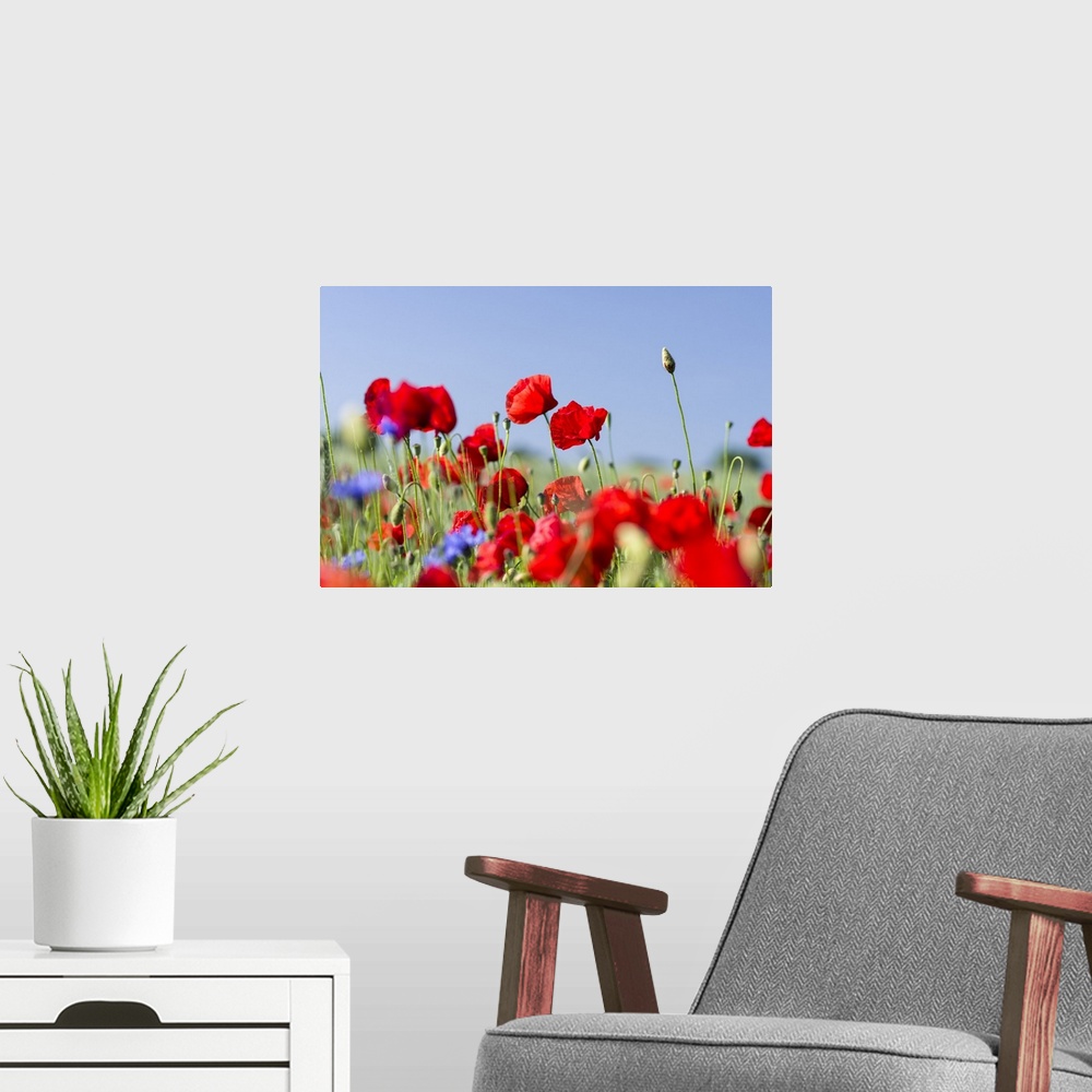 A modern room featuring Field with poppy and conrflowers in the Usedomer Schweiz on the island of Usedom. Europe,Germany,...