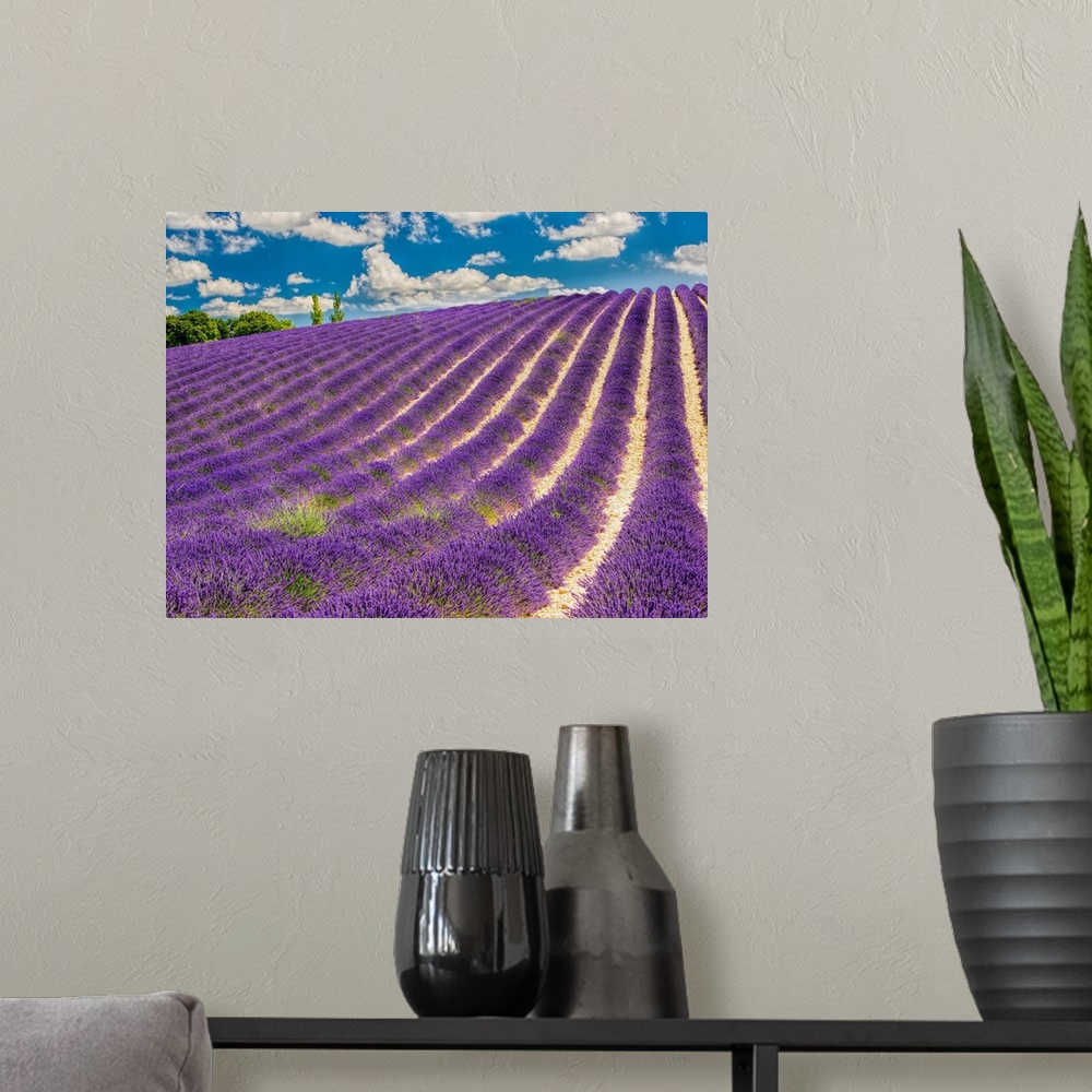 A modern room featuring France, Provence, Lavender Field on the Valensole plateau.
