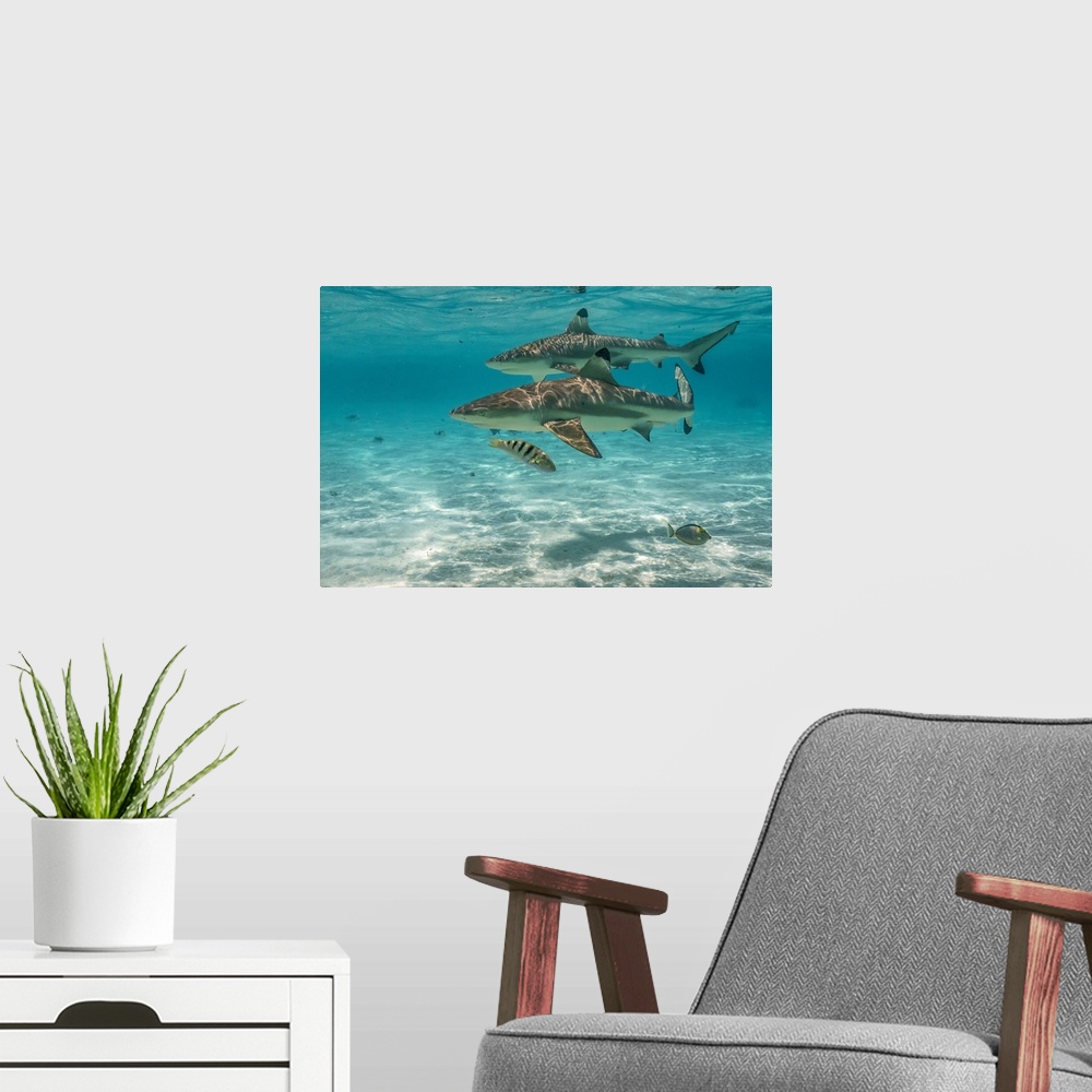 A modern room featuring French Polynesia, Moorea, Black-Tipped Reef Sharks
