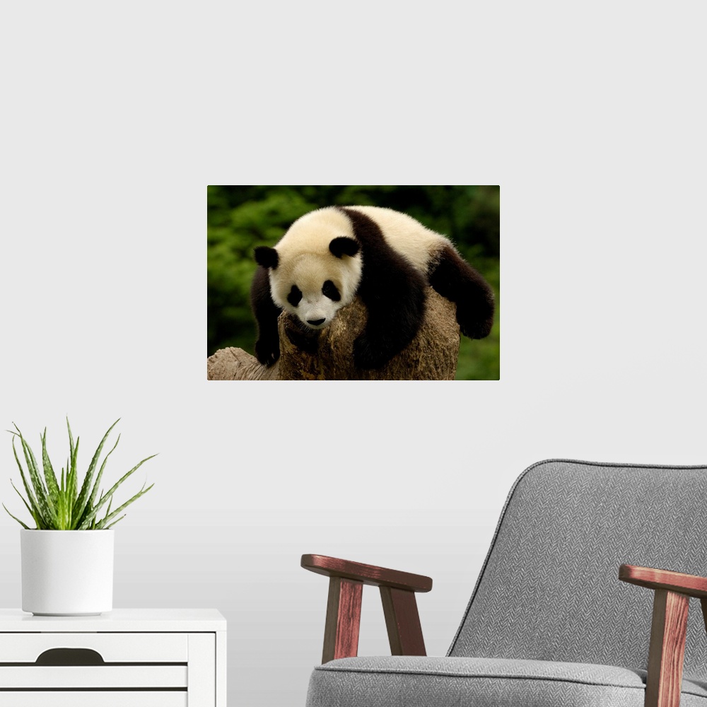 A modern room featuring Giant panda baby (Ailuropoda melanoleuca) Family: Ailuropodidae. Wolong China Conservation and Re...