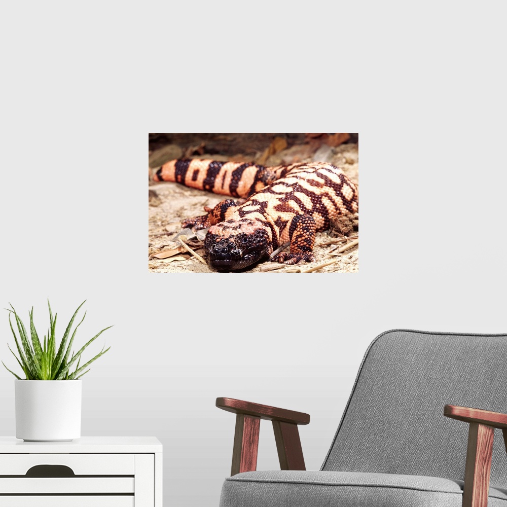 A modern room featuring Gila Monster.Heloderma suspectum.Native to South Western US
