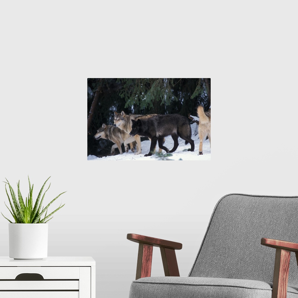 A modern room featuring Gray wolf (Canis lupus) pack in the foothills of the Takshanuk mountains, northern southeast Alaska.