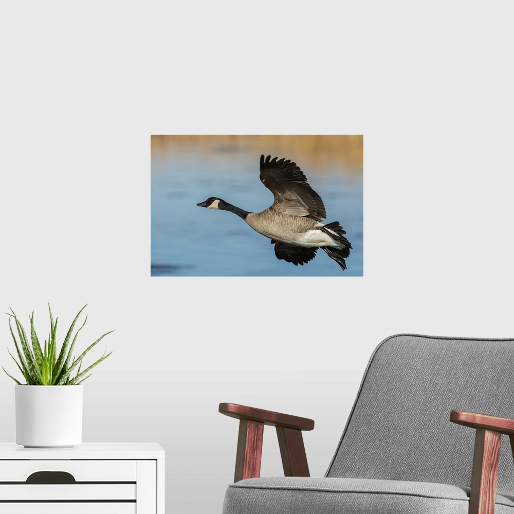 A modern room featuring Greater Canada goose. Nature, Fauna.