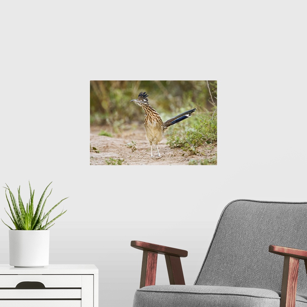 A modern room featuring Greater Roadrunner (Geococcyx californianus) excited adult, foraging, south Texas brush lands in ...