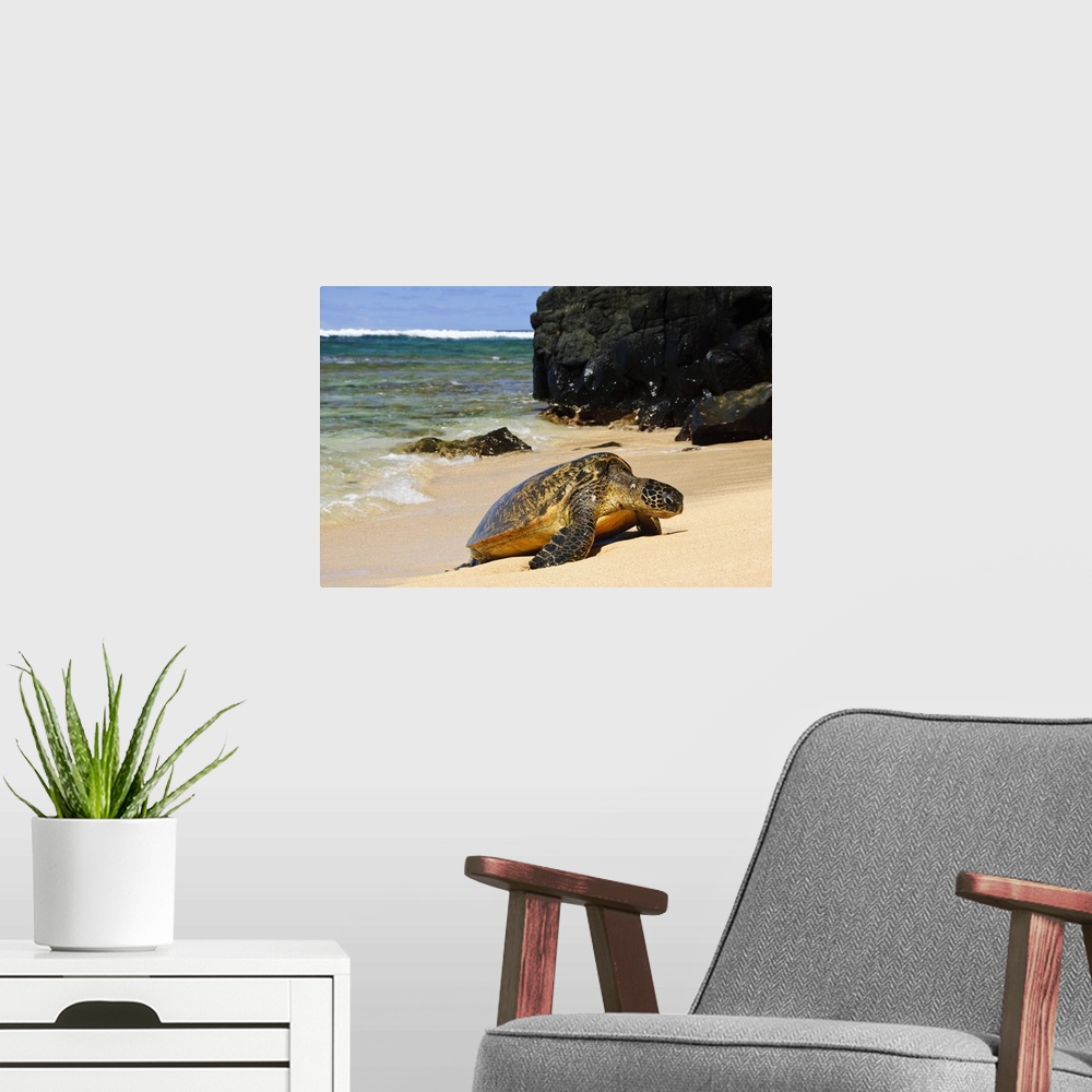 A modern room featuring Green Sea Turtle (Chelonia mydas) comes ashore, close-up with lava rocks, Hideaways Beach, Prince...
