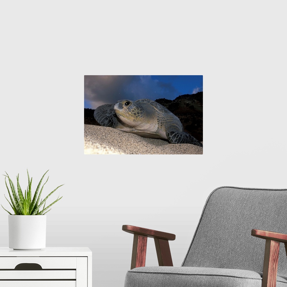 A modern room featuring Green Turtle (Chelonia mydas) nesting female on beach, Ascension Island, South Atlantic Ocean.