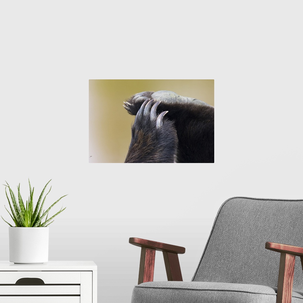 A modern room featuring Grizzly Bear (Ursus arctos horribilis) paws and claws.