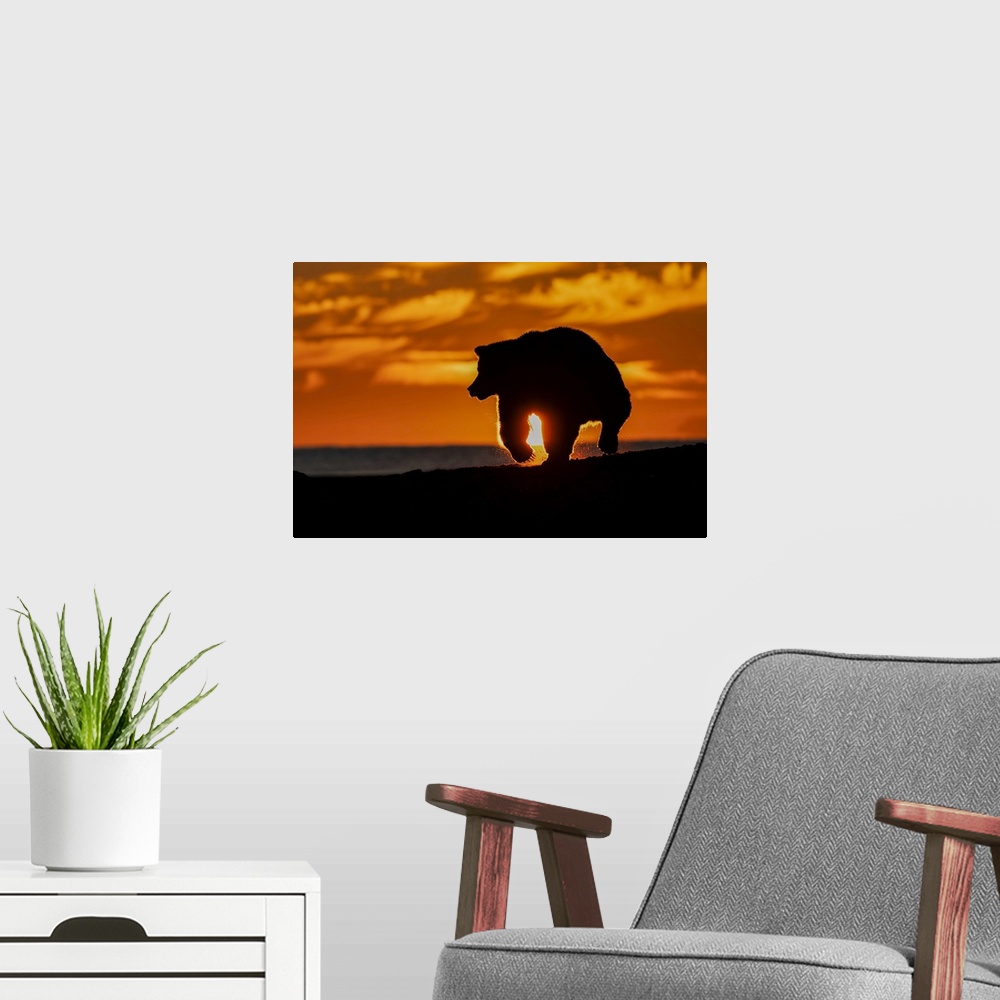 A modern room featuring Adult grizzly bear silhouetted on beach at sunrise, Lake Clark National Park and Preserve, Alaska...