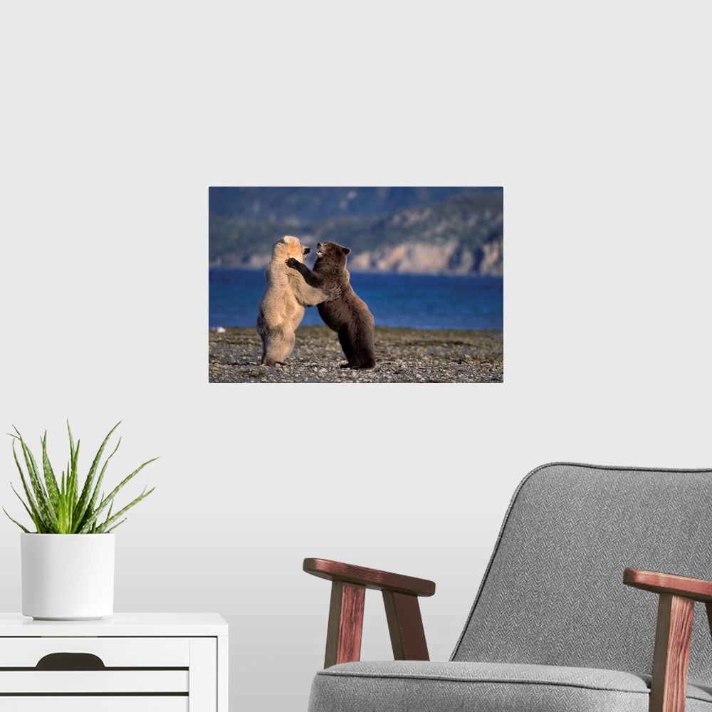 A modern room featuring Grizzly bears (Ursus horribilis, or brown bear, Ursus arctos). Rare blonde (white) bear playing w...