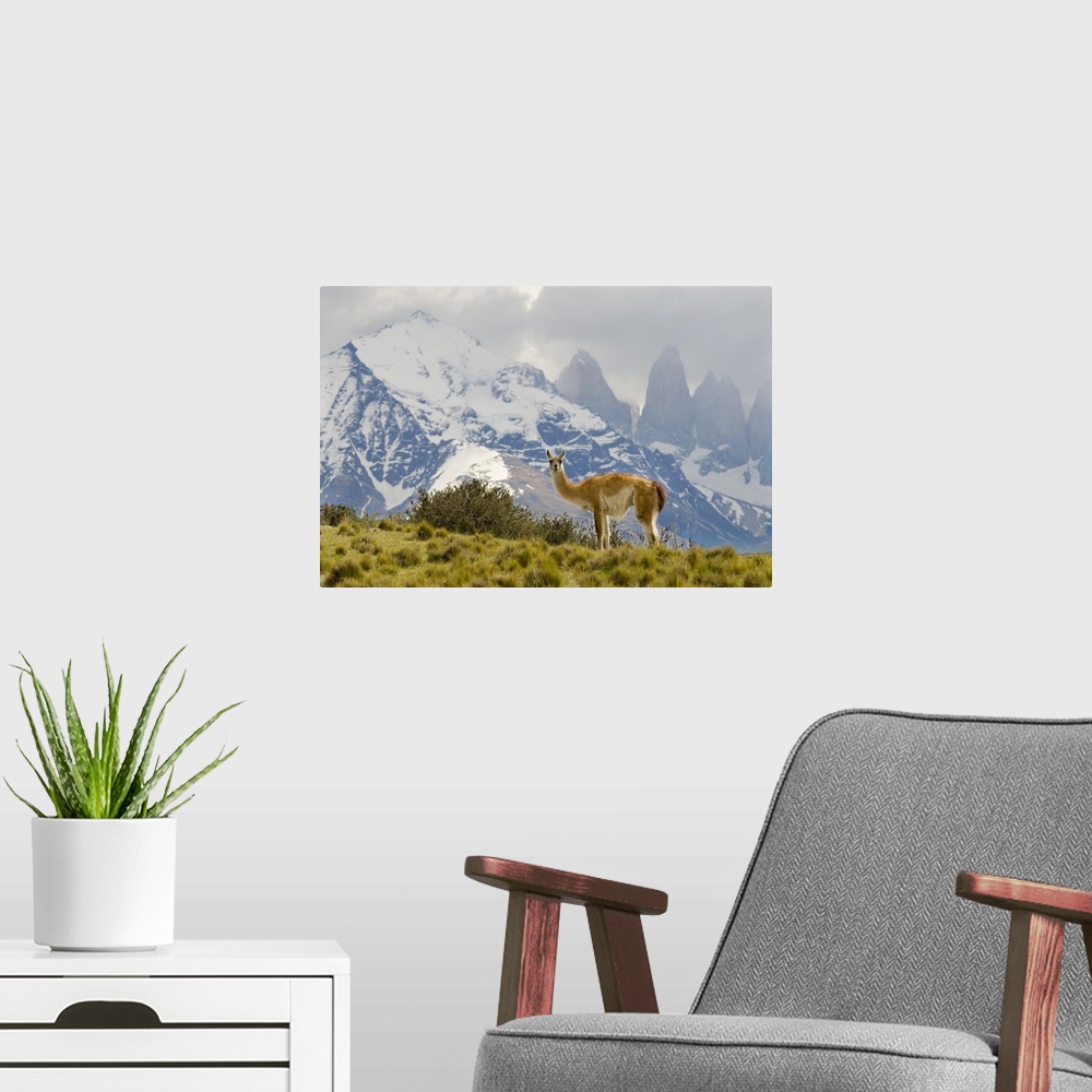 A modern room featuring Guanaco with Paine Towers in background, Torres Del Paine National Park, Region 12, Chile, Patago...