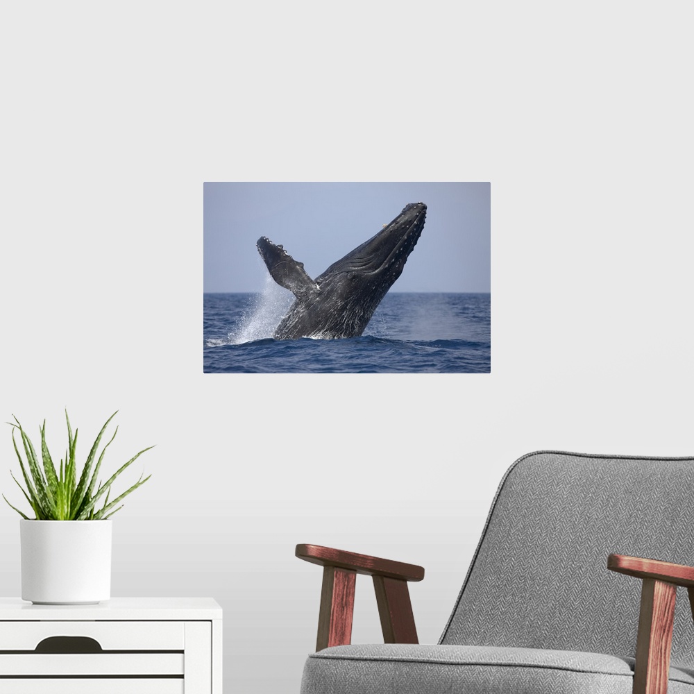 A modern room featuring USA, Hawaii, Big Island, Humpback Whale (Megaptera novaengliae) breaching in Pacific Ocean along ...