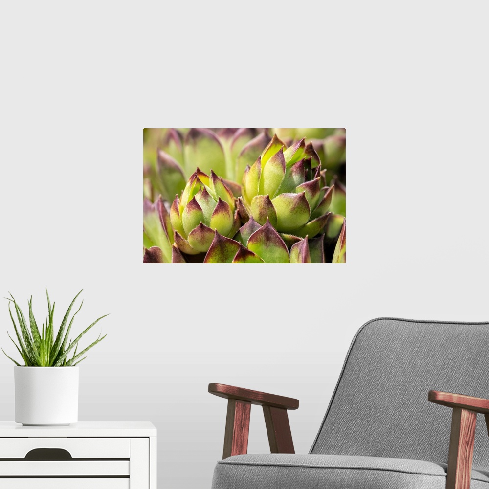 A modern room featuring Hens And Chicks, Succulents, USA