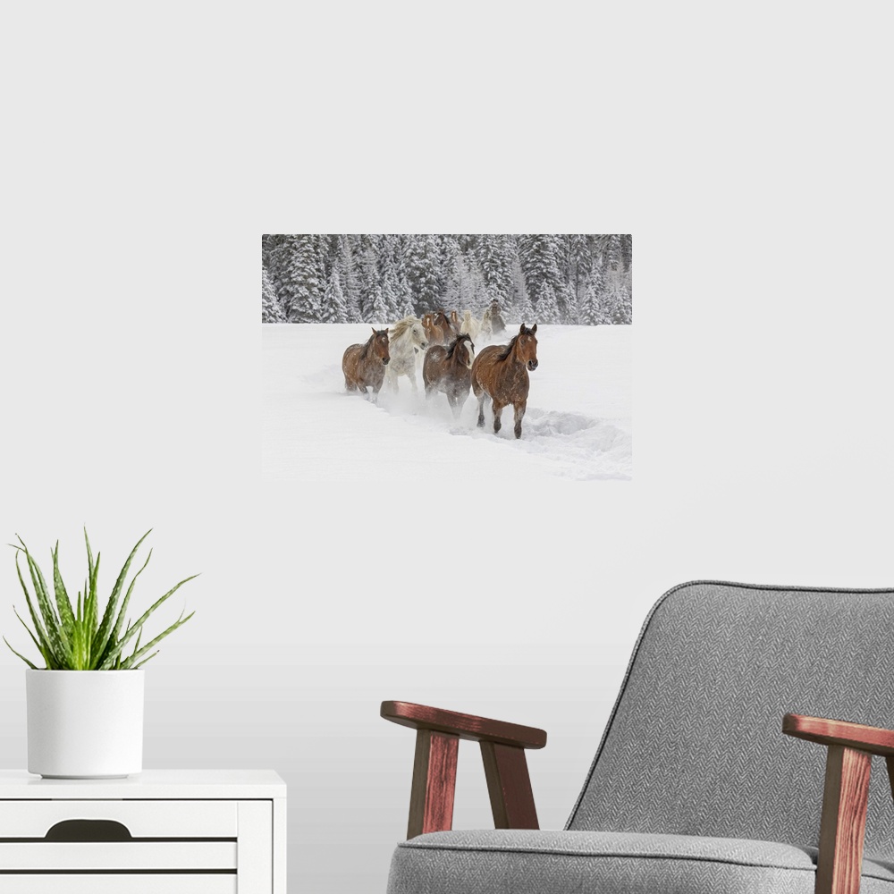 A modern room featuring Horses running through fresh snow during roundup, Kalispell, Montana.