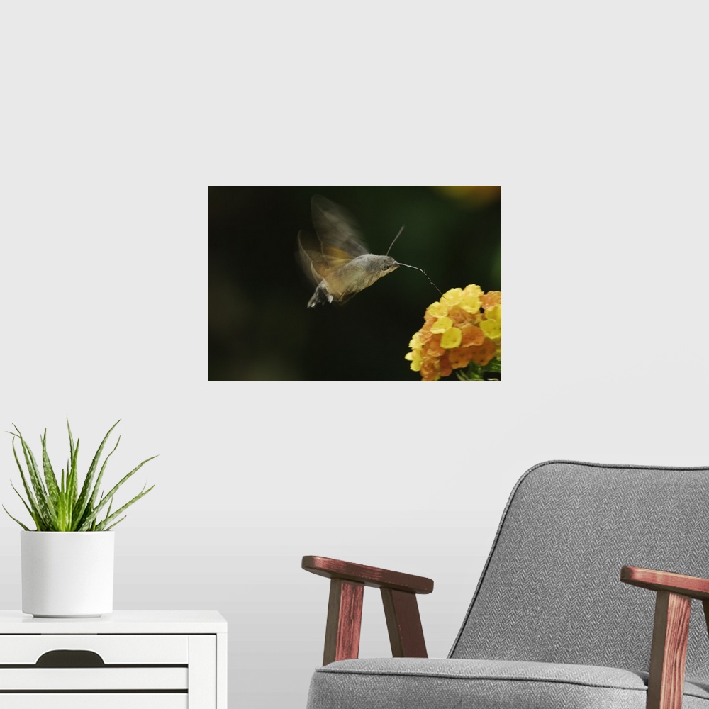 A modern room featuring Hummingbird Hawk-moth, Macroglossum stellatarum, adult in flight drinking from lantana, Oberaeger...