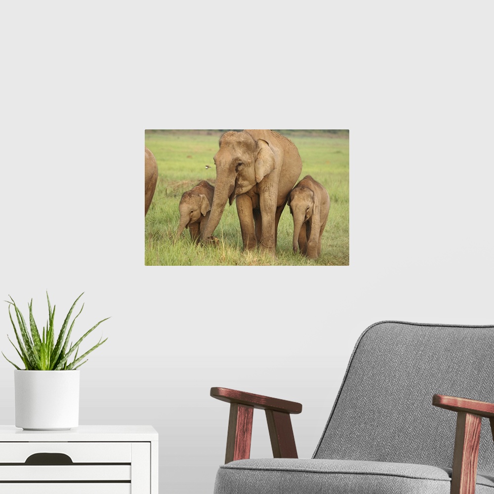 A modern room featuring Indian / Asian Elephant and young ones,Corbett National Park, Uttaranchal, India.