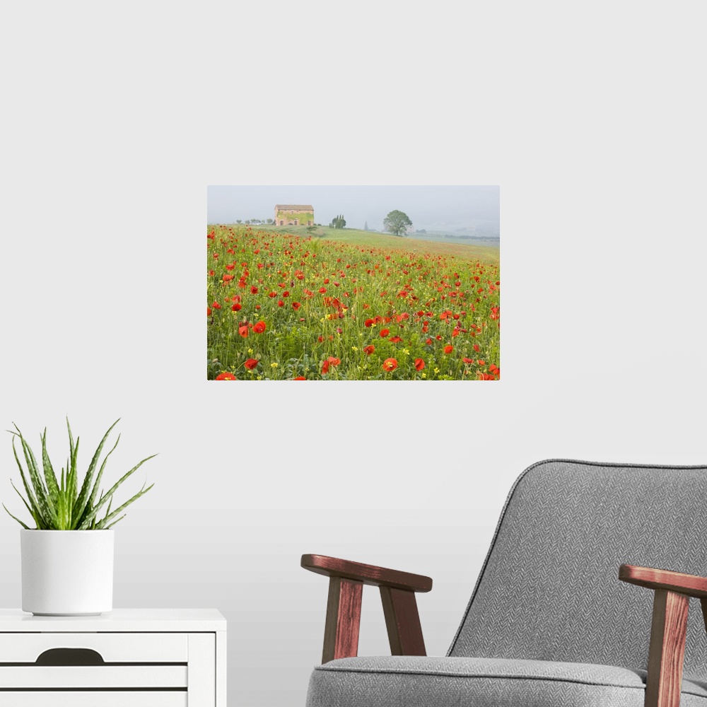 A modern room featuring Italy, Tuscany. A foggy morning amidst a field of poppies.