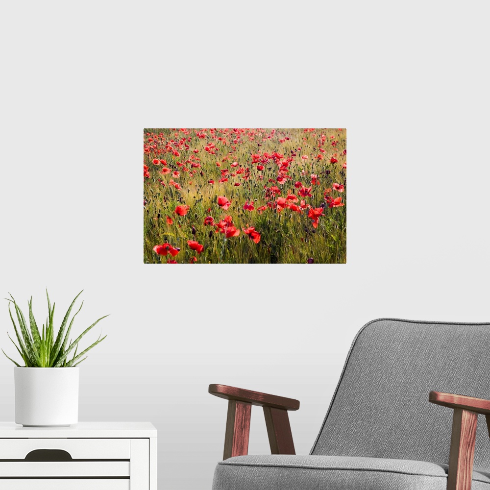 A modern room featuring Europe,Italy,Tuscany,Poppies in Spring Wheat Field