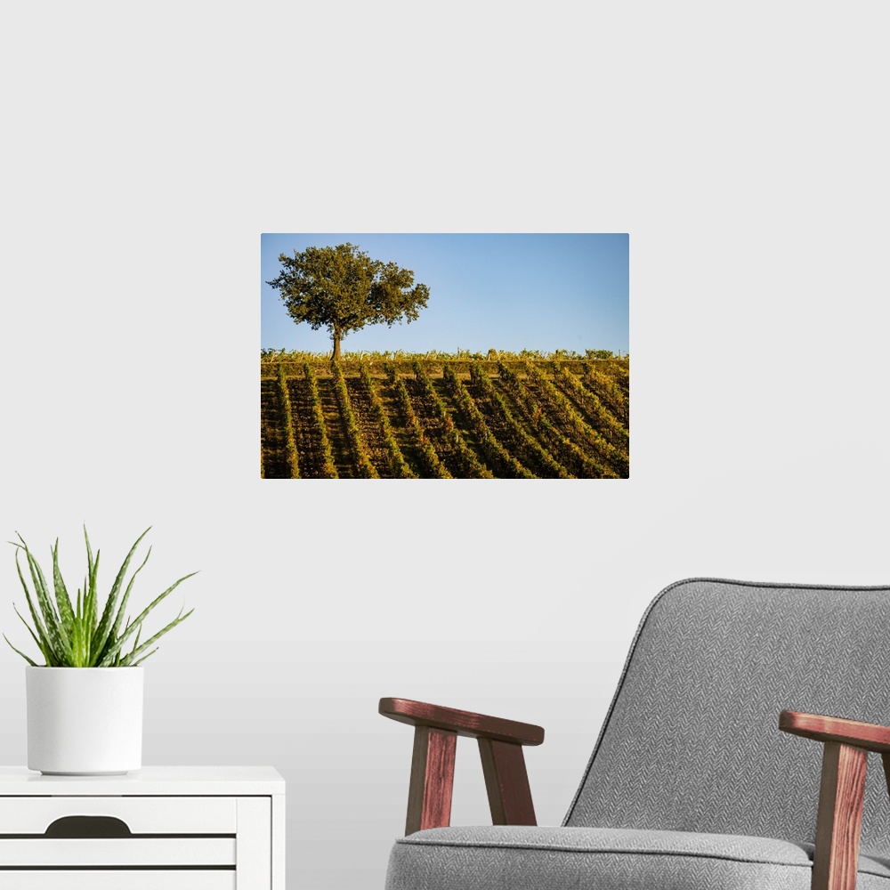 A modern room featuring Italy, Tuscany. Vineyard in autumn.