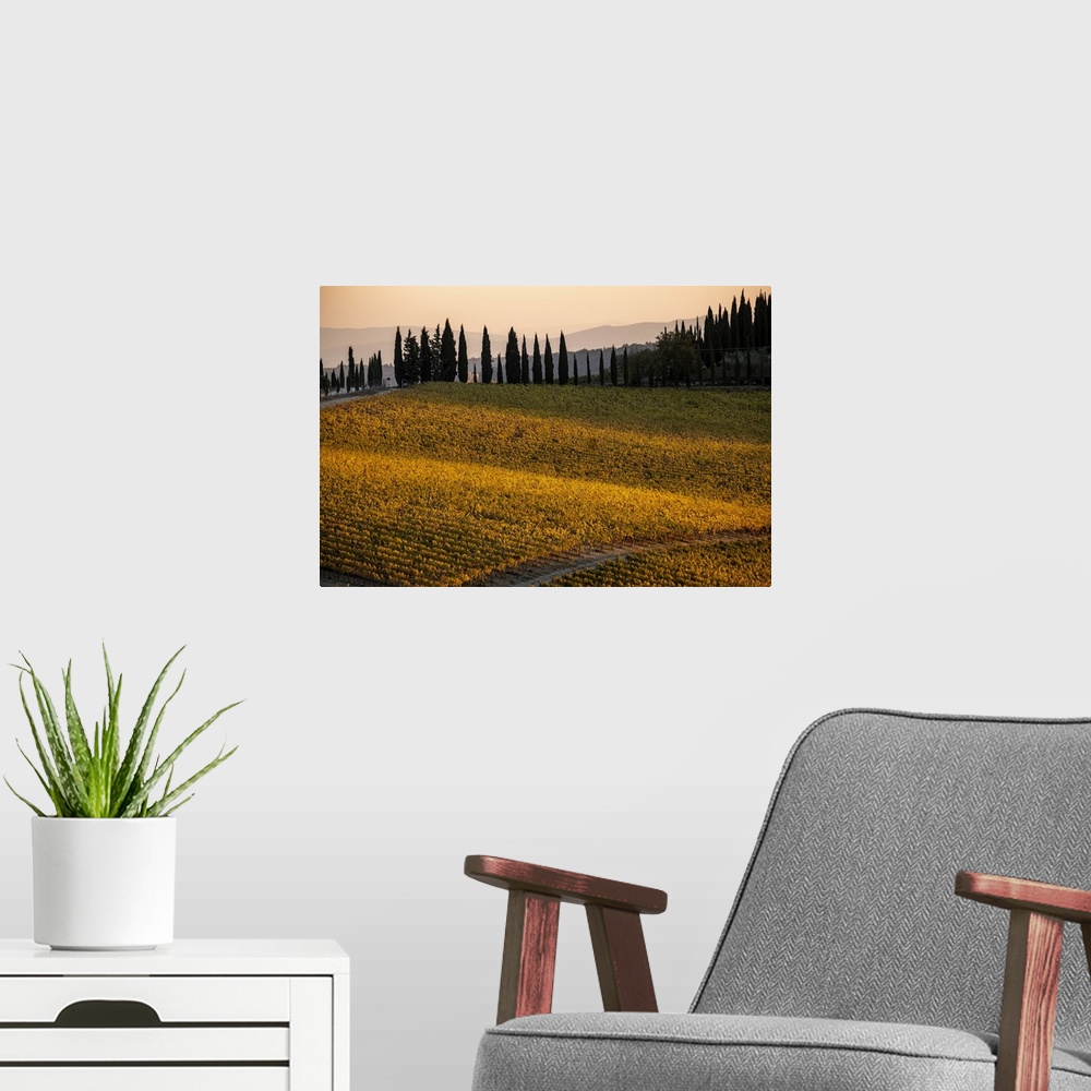 A modern room featuring Italy, Tuscany, vineyard, late light