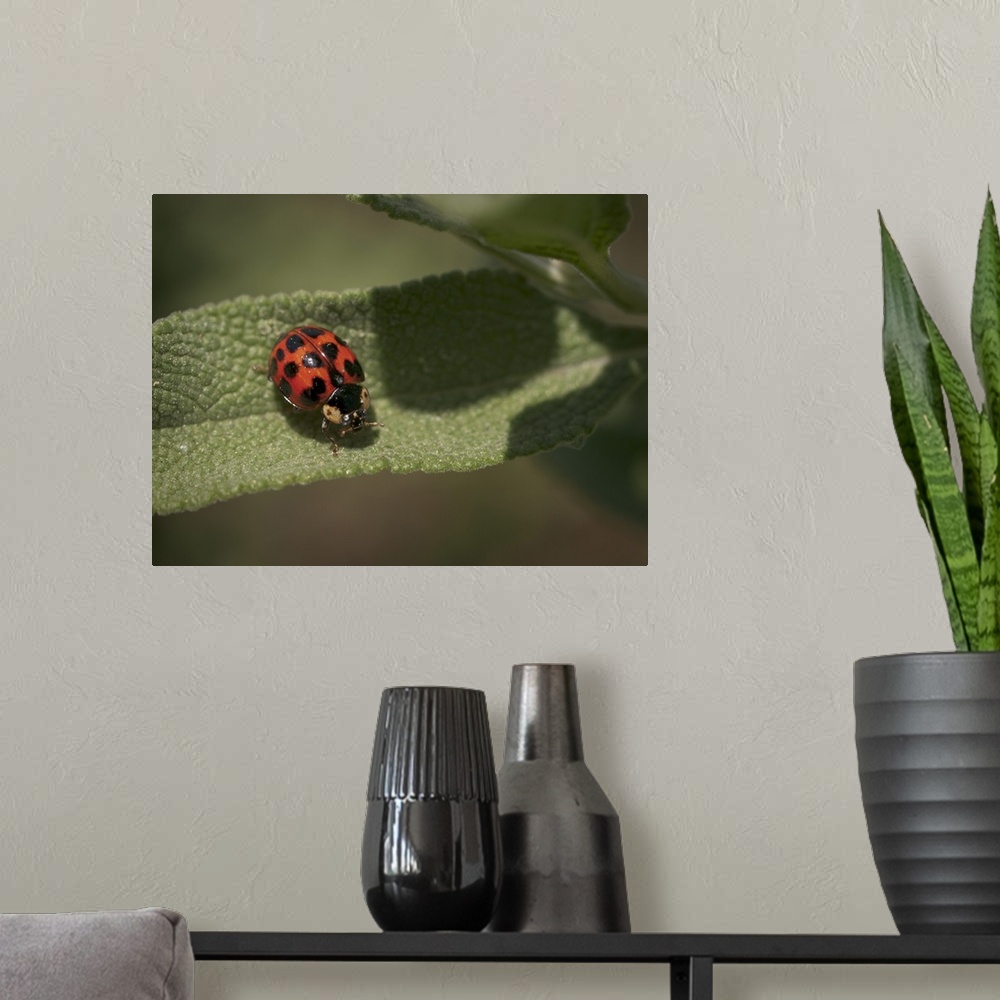 A modern room featuring Ladybird beetle (ladybug) on Cleveland sage, Los Angeles, California.