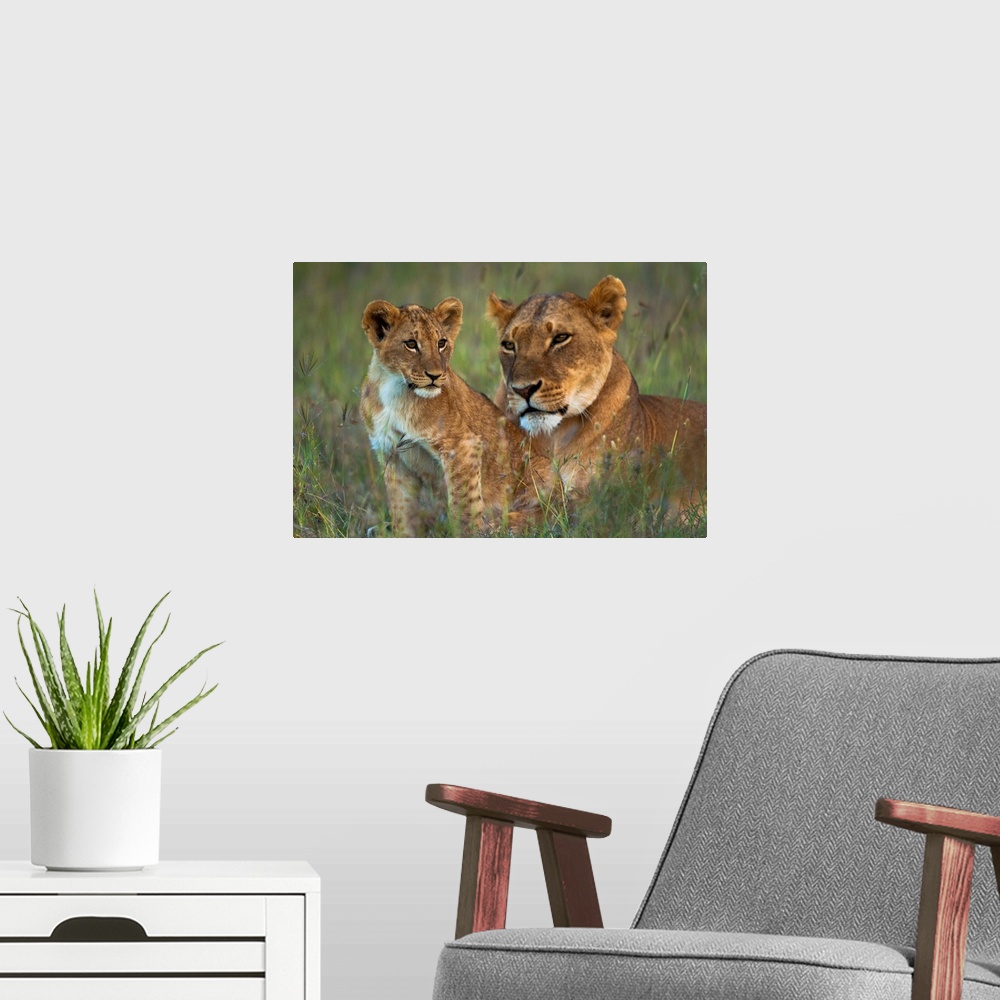 A modern room featuring Lioness with cub at dusk, Ol Pejeta Conservancy, Kenya.