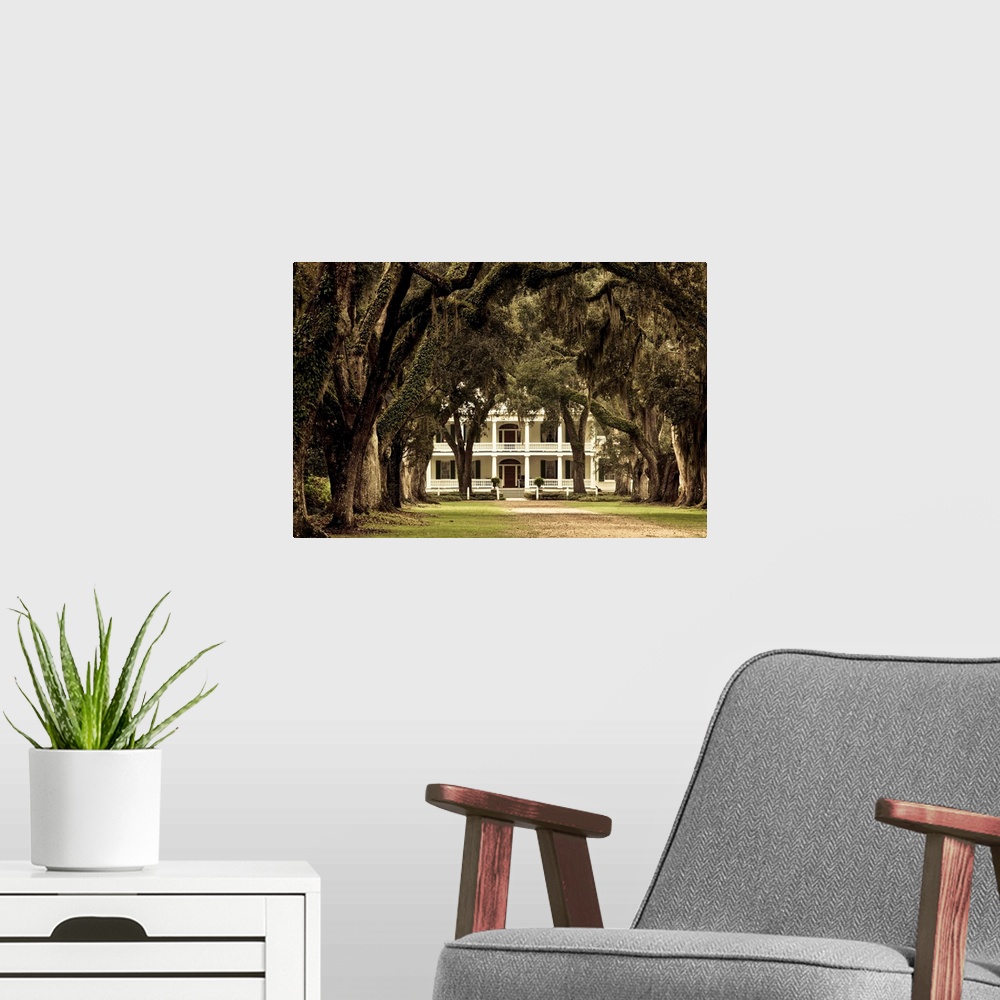 A modern room featuring USA, Louisiana, St. Francisville. Rosedown Planatation, b. 1832, oak tree canopy driveway.