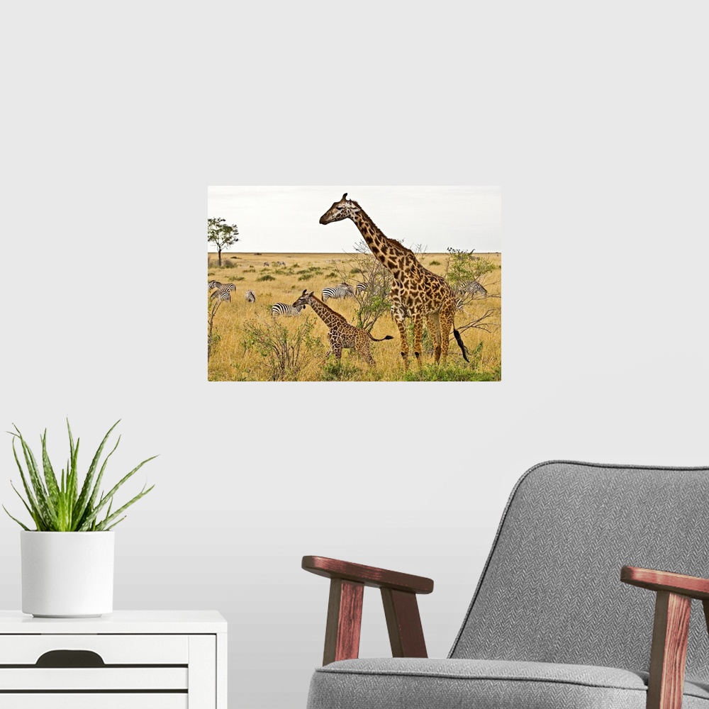 A modern room featuring Maasai Giraffes roaming across the Maasai Mara Kenya.