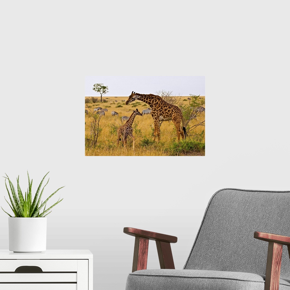 A modern room featuring Maasai Giraffes roaming across the Maasai Mara Kenya.