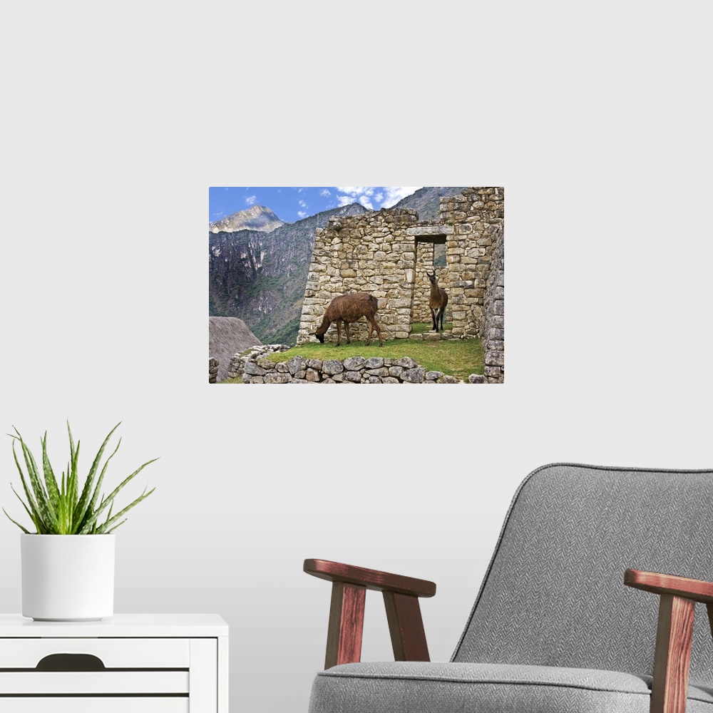 A modern room featuring Machu Picchu, Peru, Llamas graze in the ruins of the ancient Lost City of the Inca.