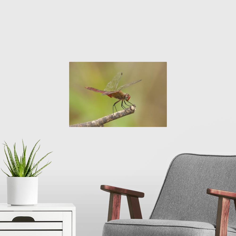 A modern room featuring USA, Texas, Bentsen Rio Grande Valley State Park. Male red-tailed pennant dragonfly on limb.
