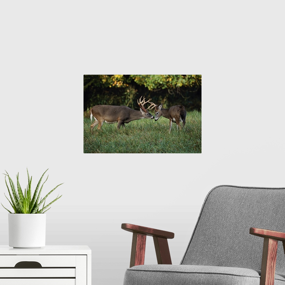 A modern room featuring Male White-tailed Deer sizing each other up, (Odocoileus virginianus), Cades Cove, Great Smoky Mo...
