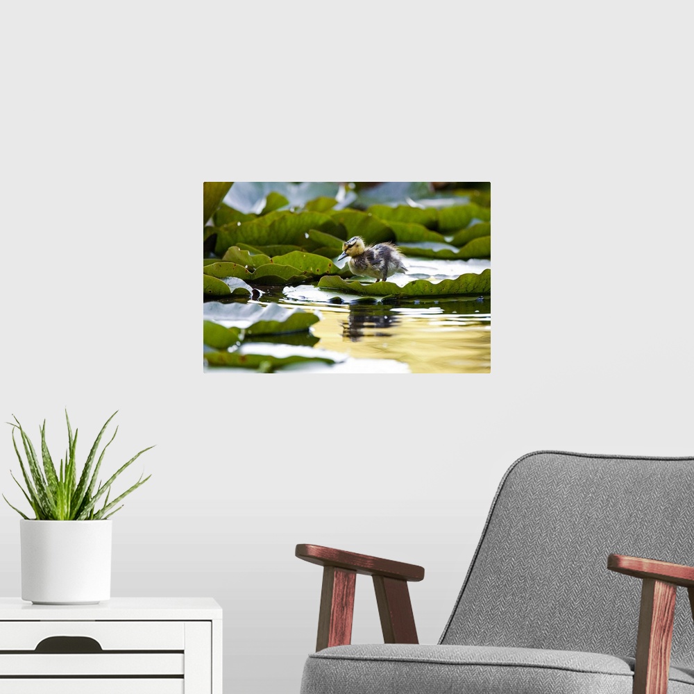 A modern room featuring Mallard duckling, Anas platyrhynchos, Stanley Park, British Columbia