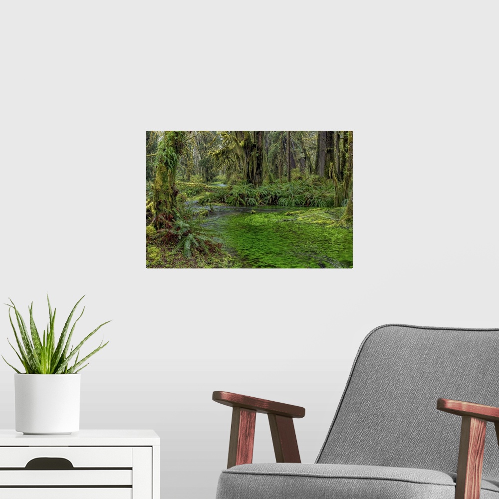 A modern room featuring Mossy lush forest along the Maple Glade Trail in the Quinault Rainforest in Olympic National Park...