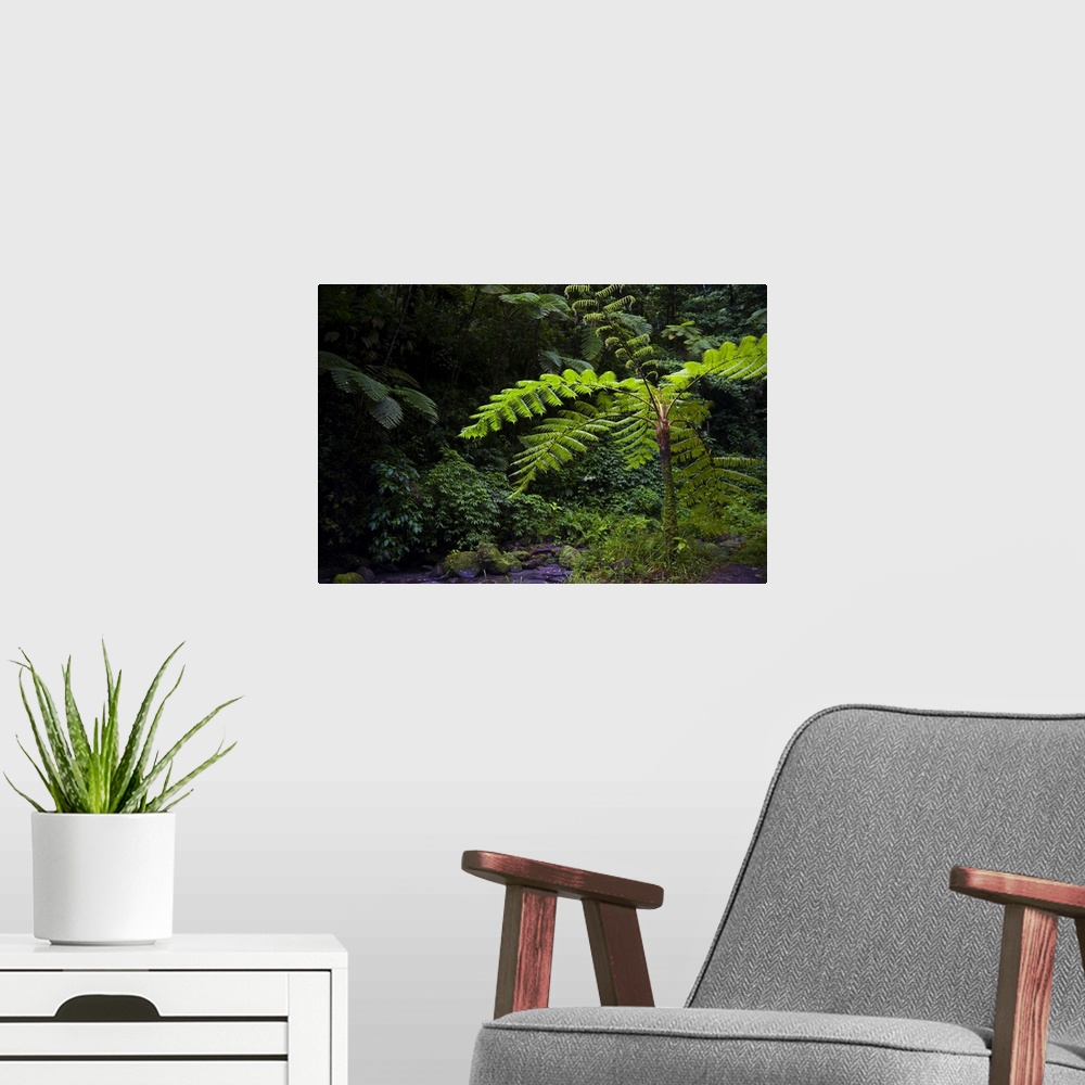 A modern room featuring MARTINIQUE. French Antilles. West Indies. Tree fern (Cyathea spp.) in the Gorge of the Falaise Ri...
