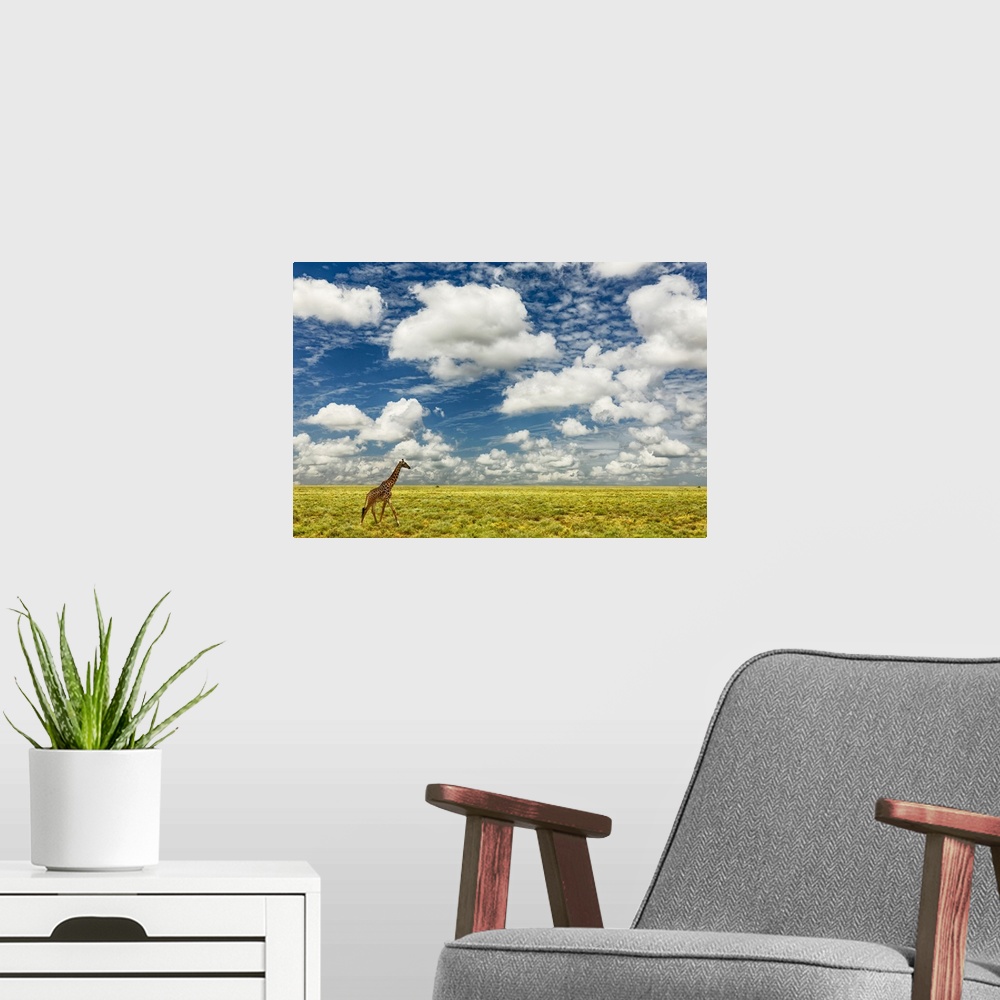 A modern room featuring Masai giraffe on open plains of Serengeti national park, Tanzania, Africa, Giraffa Camelopardalis...