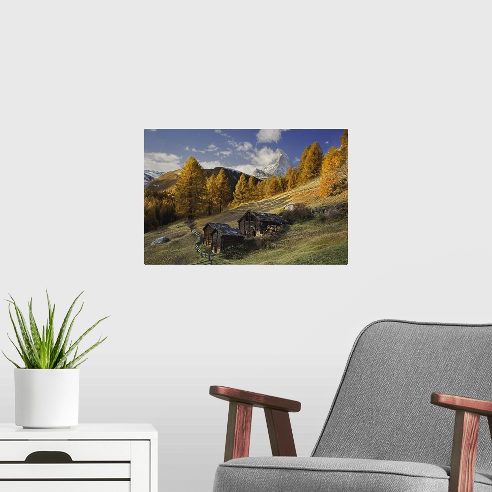 A modern room featuring Matterhorn framed by autumn Larch trees, (Larix decidua) Zermatt, Switzerland