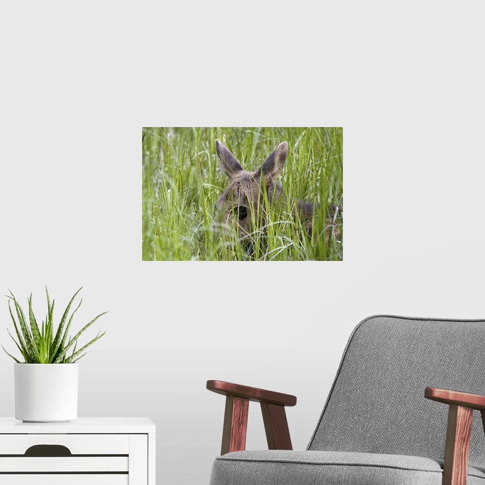 A modern room featuring Moose calf bedded down in grass near lake in Jasper National Park, Canada.