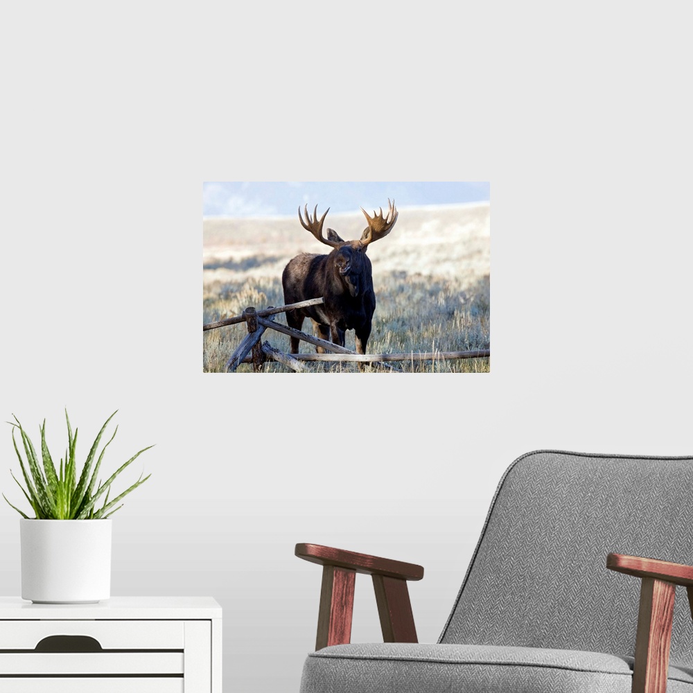 A modern room featuring Wyoming, Grand Teton National Park, Bull Moose, (Alces alces).