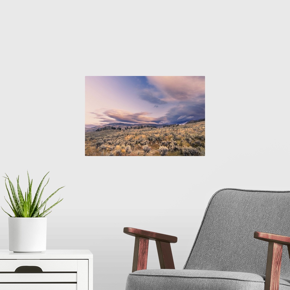 A modern room featuring Mountain big sagebrush at sunrise, Lamar Valley, Yellowstone National Park, Wyoming. United State...