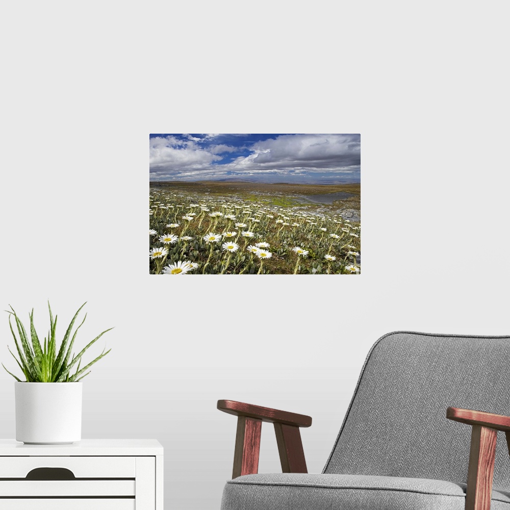 A modern room featuring Mountain Daisies, Old Woman Conservation Area, Central Otago, South Island, New Zealand