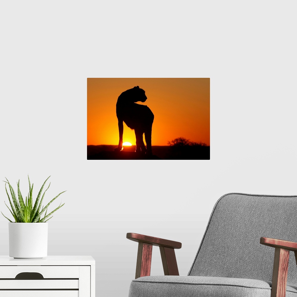 A modern room featuring Namibia. Cheetah silhouette at sunset.