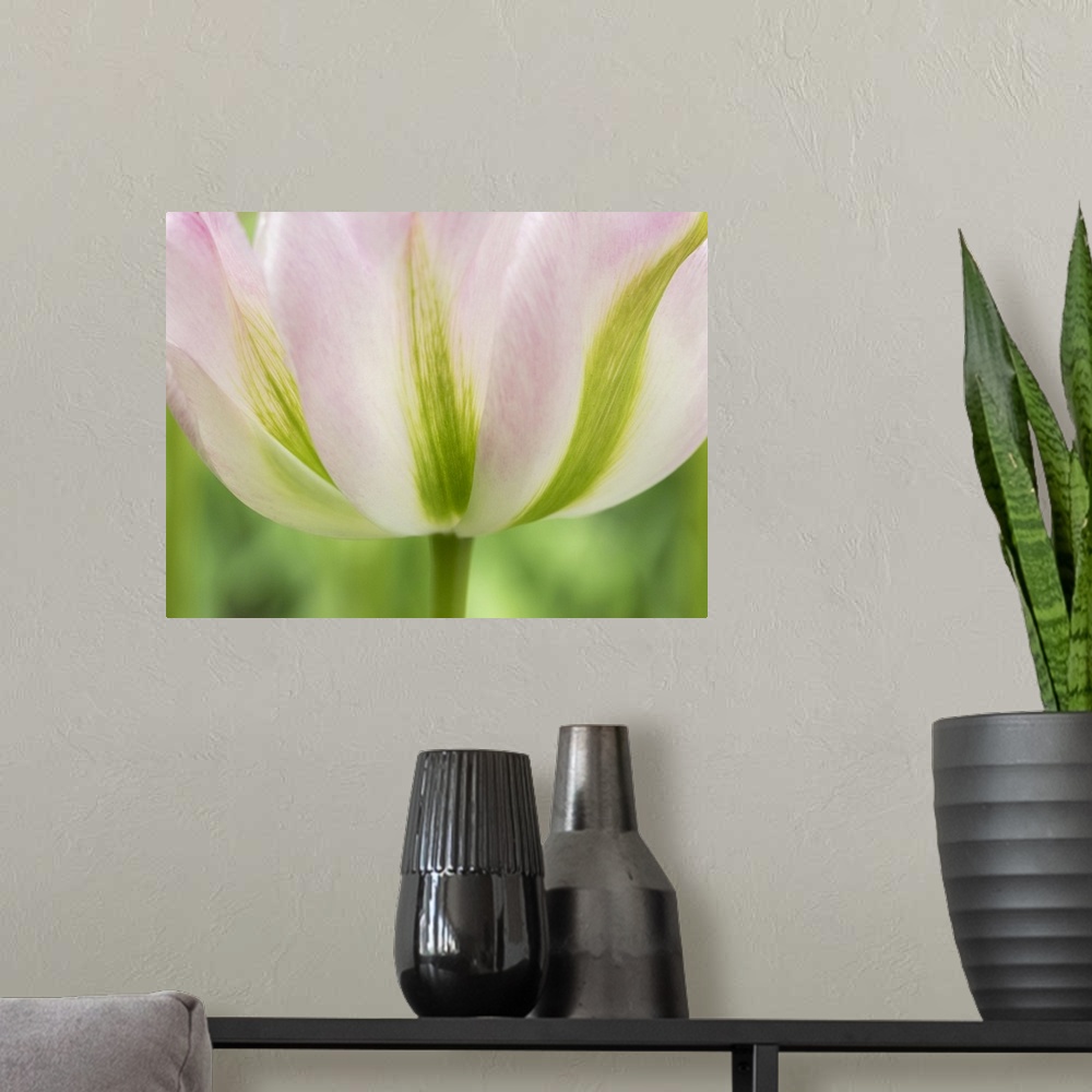 A modern room featuring Netherlands, Lisse. Closeup of a soft pink tulip with green streaks.