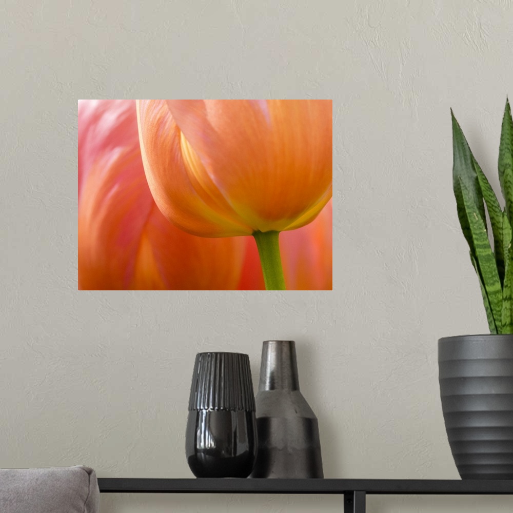A modern room featuring Netherlands, Lisse. Closeup of an orange tulip flower.