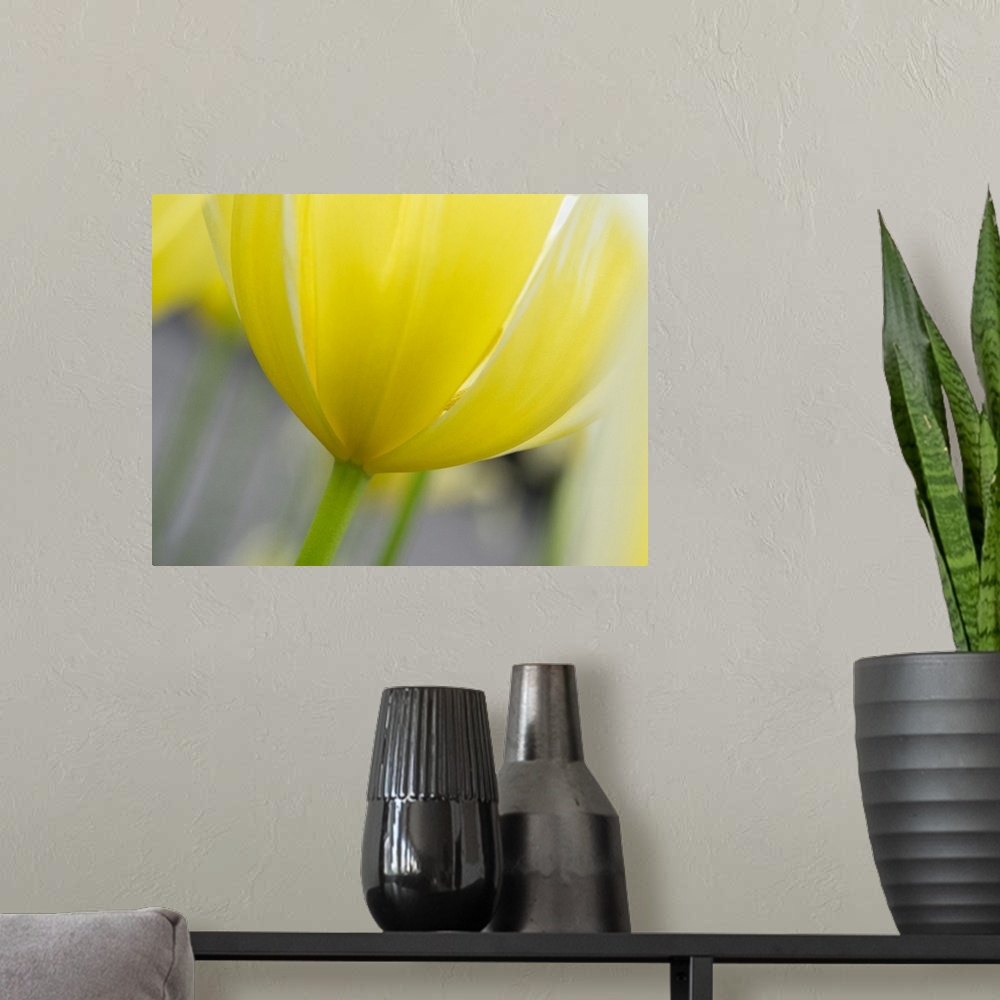 A modern room featuring Netherlands, Lisse. Closeup of the underside of a yellow tulip.