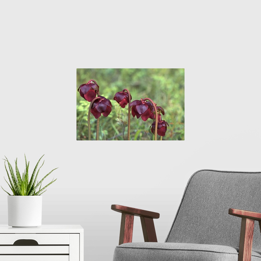 A modern room featuring North America, Canada, Newfoundland, Pitcher Plants (Sarracenia purpurea)