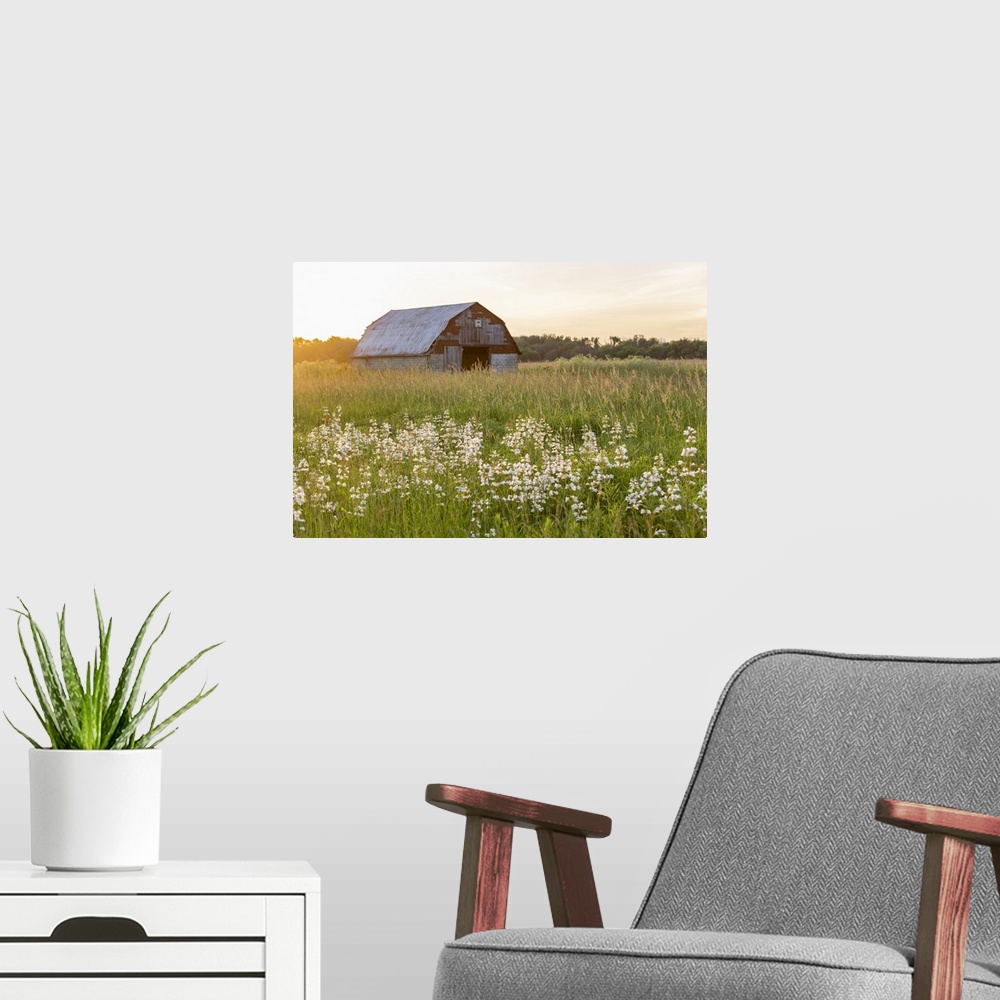 A modern room featuring Old barn and field of penstemon at sunset Prairie Ridge State Natural Area, Marion County, Illinois