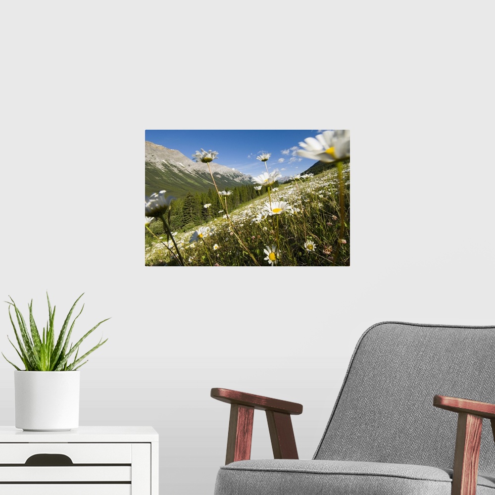 A modern room featuring Oxeye daisies, Leucanthemum vulgare, Kananaskis Range, Peter Lougheed Provincial Park, Kananaskis...